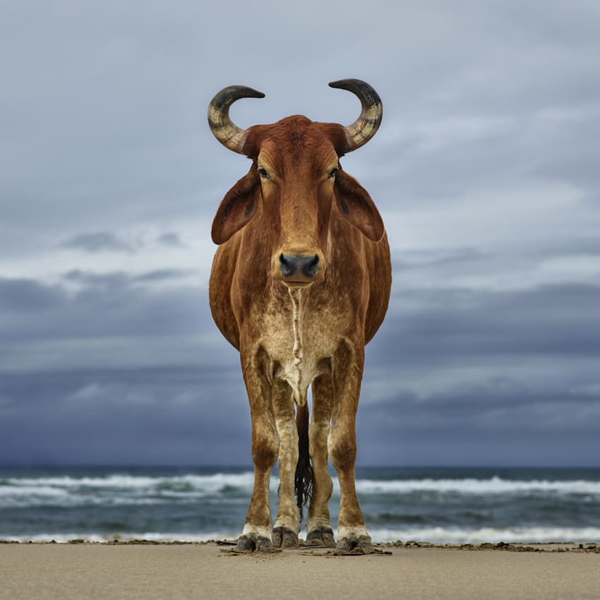 Daniel Naudé, Xhosa bull on the shore, Eastern Cape, South Africa, 2018