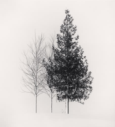 Michael Kenna, Tree Portrait, Study 4, Wakoto, Hokkaido, Japan, 2002