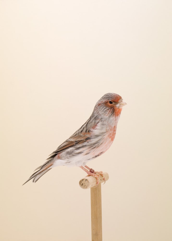 Luke Stephenson, Canary #5, 2008