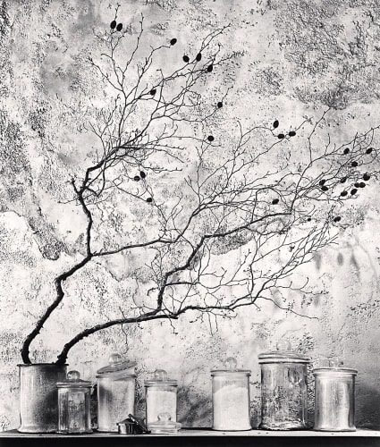 Michael Kenna, Berries and Branches, Tokyo, Honshu, Japan, 2023