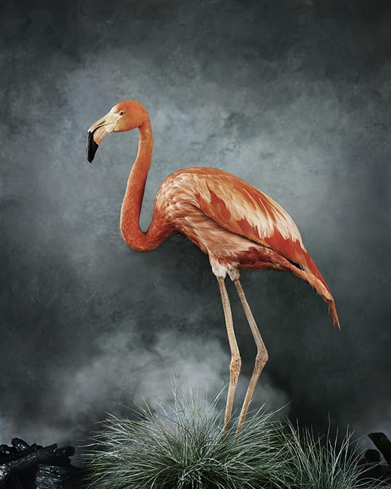 Vee Speers, Untitled #16, 2020