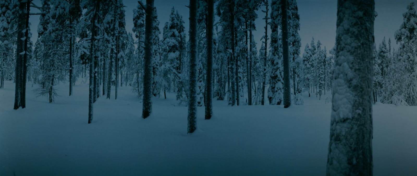 Chrystel Lebas, Between Dog and Wolf Untitled 8, 2005