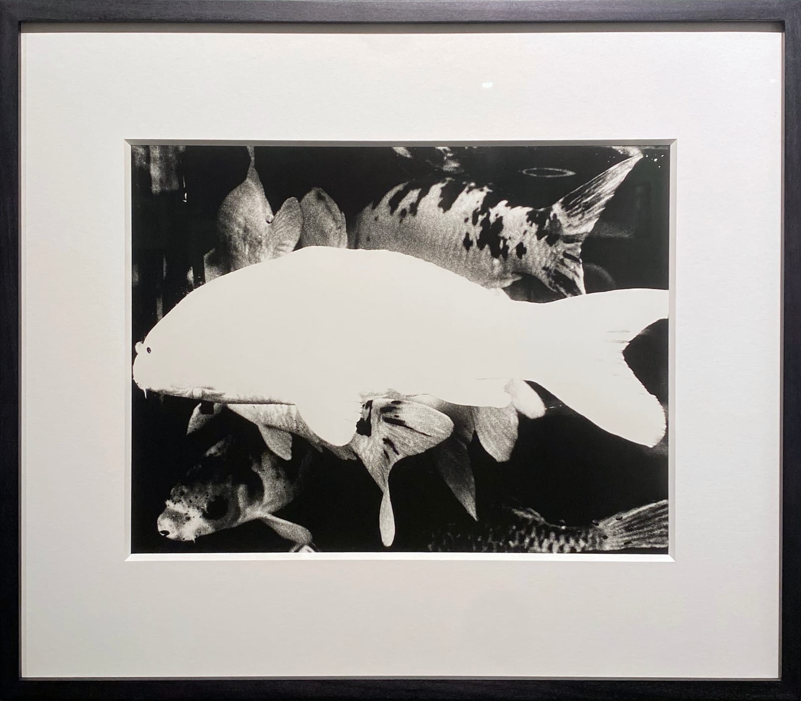 Daido Moriyama, Camera Mainichi, Hiroshima, 1974