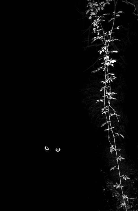 Paul Cupido, Neko, 2019