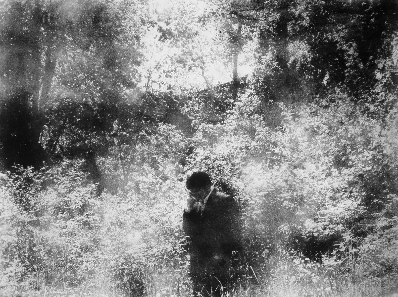 Narcissus, 2008