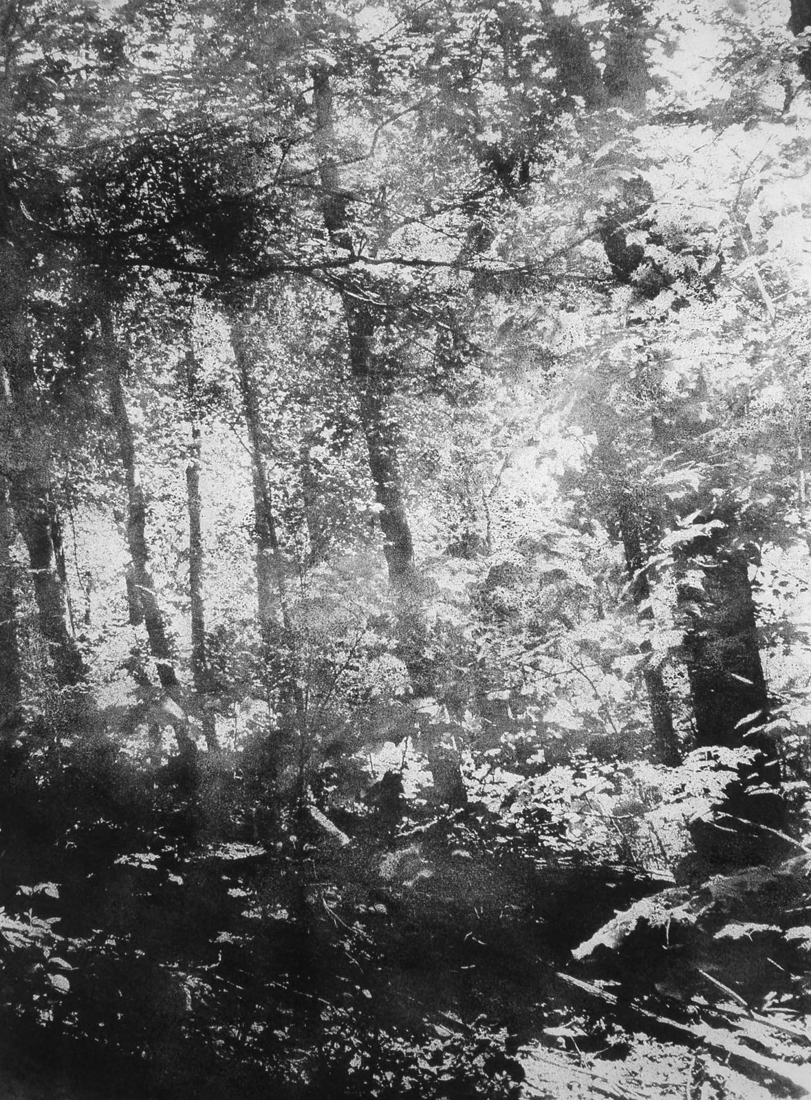 Narcissus, 2008