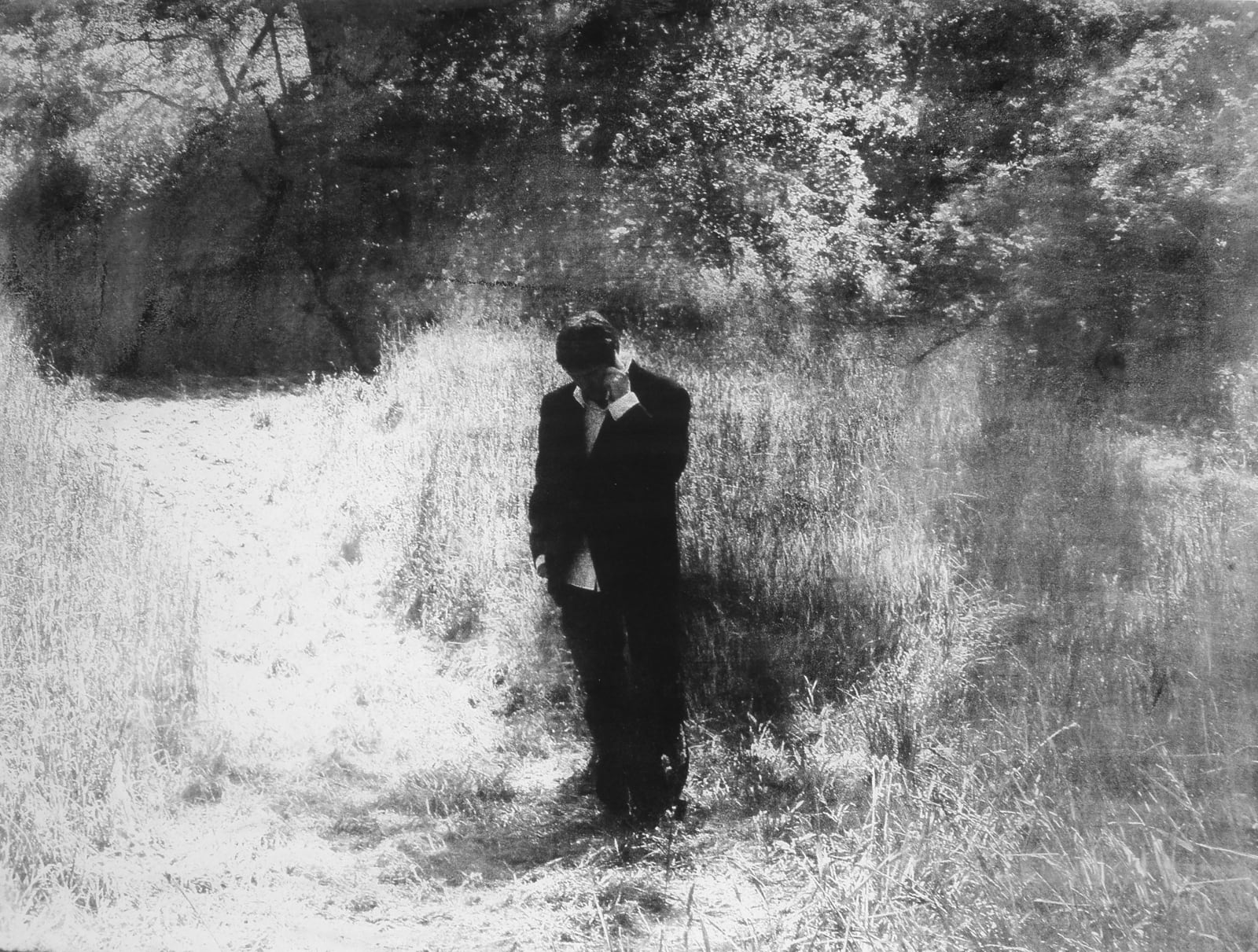 Narcissus, 2008