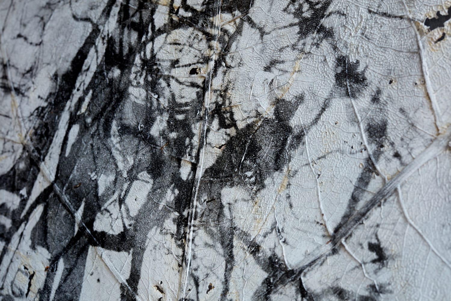 Dominique Lacloche, Leaf IV, 2019