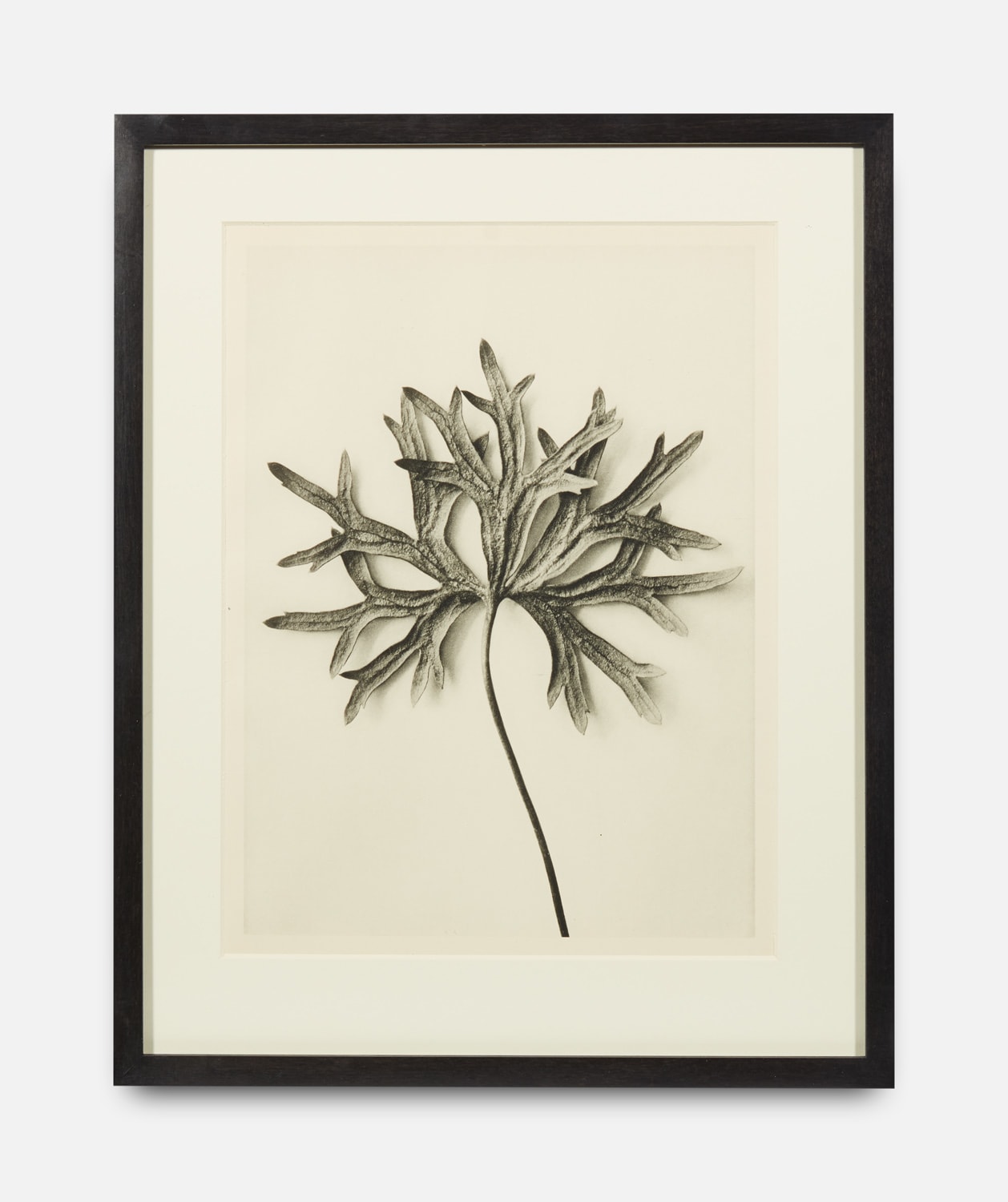 Karl Blossfeldt, Urformen der Kunst (Art Forms in Nature), 1928-1932
