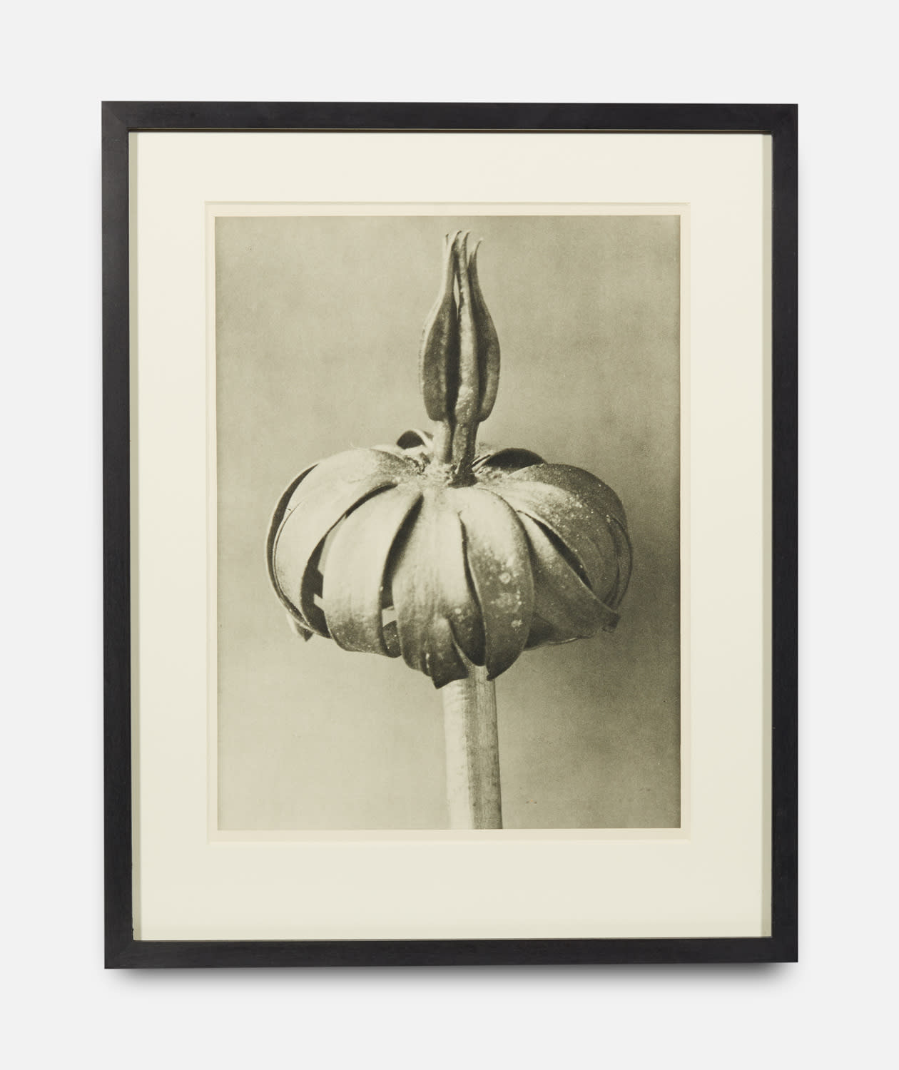 Karl Blossfeldt, Eranthis Cilicica, Urformen der Kunst (Art Forms in Nature), 1928-1932