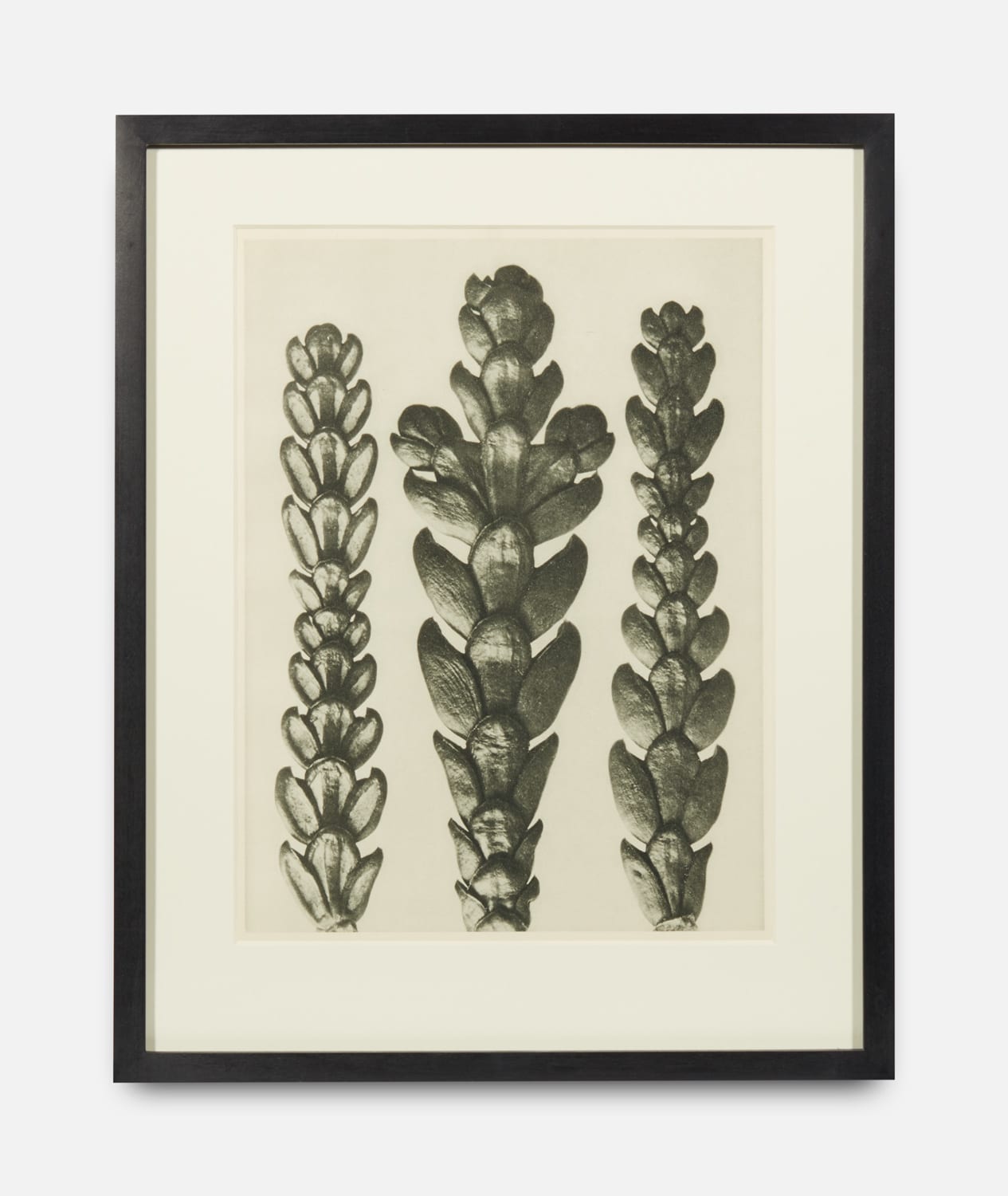 Karl Blossfeldt, Urformen der Kunst (Art Forms in Nature), 1928-1932