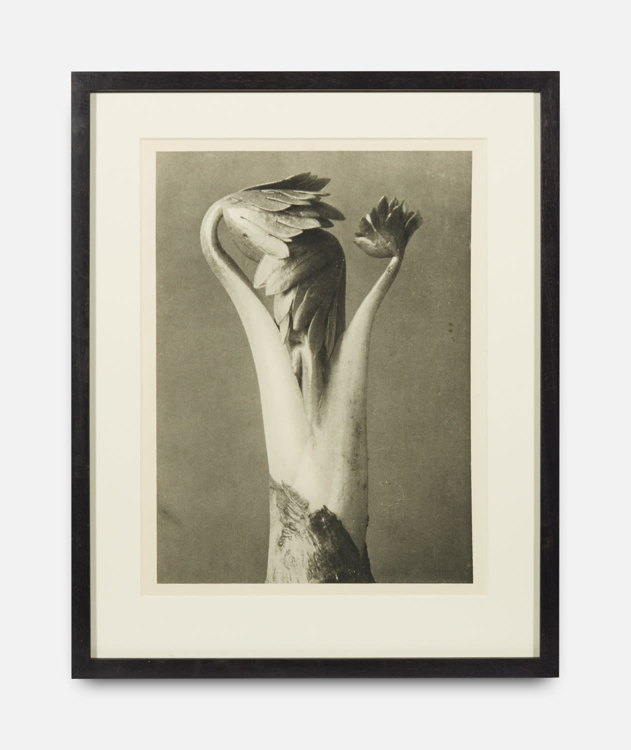 Karl Blossfeldt, Urformen der Kunst (Art Forms in Nature), 1928-1932