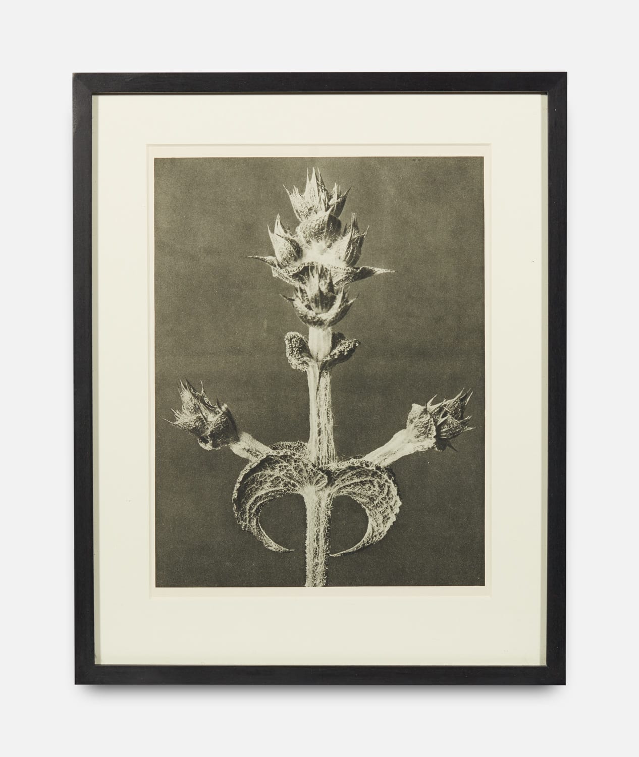 Karl Blossfeldt, Urformen der Kunst (Art Forms in Nature), 1928-1932