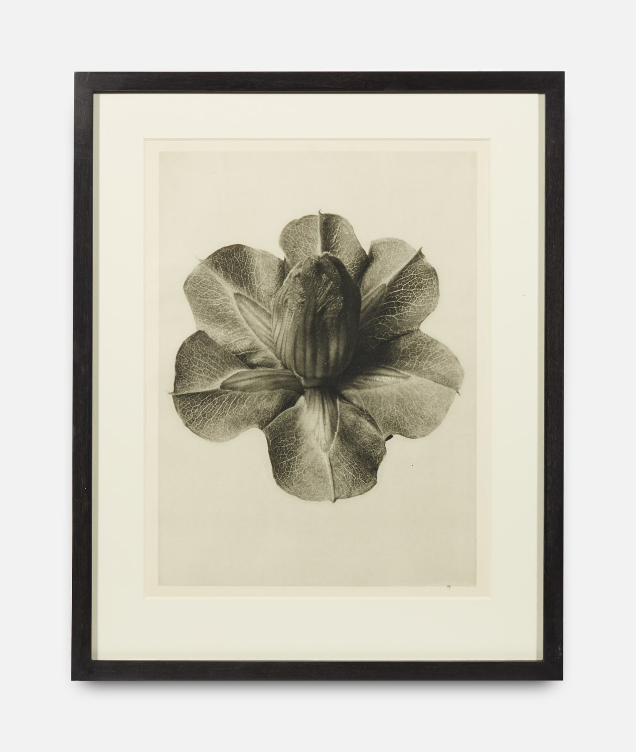 Karl Blossfeldt, Urformen der Kunst (Art Forms in Nature), 1928-1932