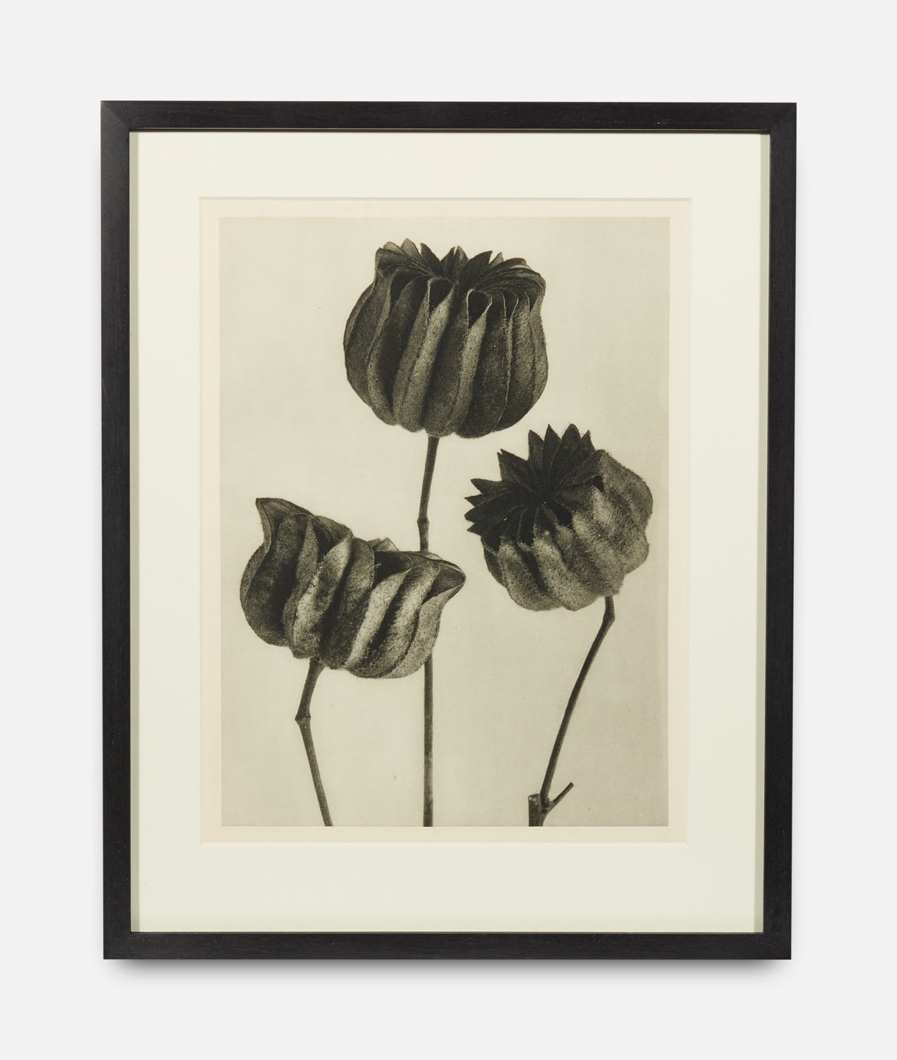 Karl Blossfeldt, Urformen der Kunst (Art Forms in Nature), 1928-1932