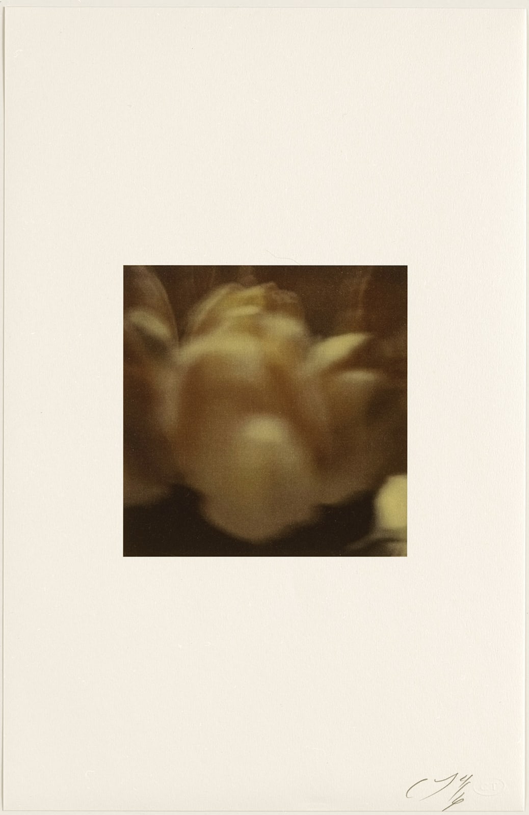 Cy Twombly, Tulips (Rome), 1985