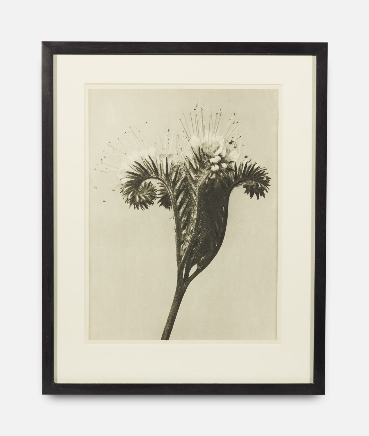Karl Blossfeldt, Urformen der Kunst (Art Forms in Nature), 1928-1932