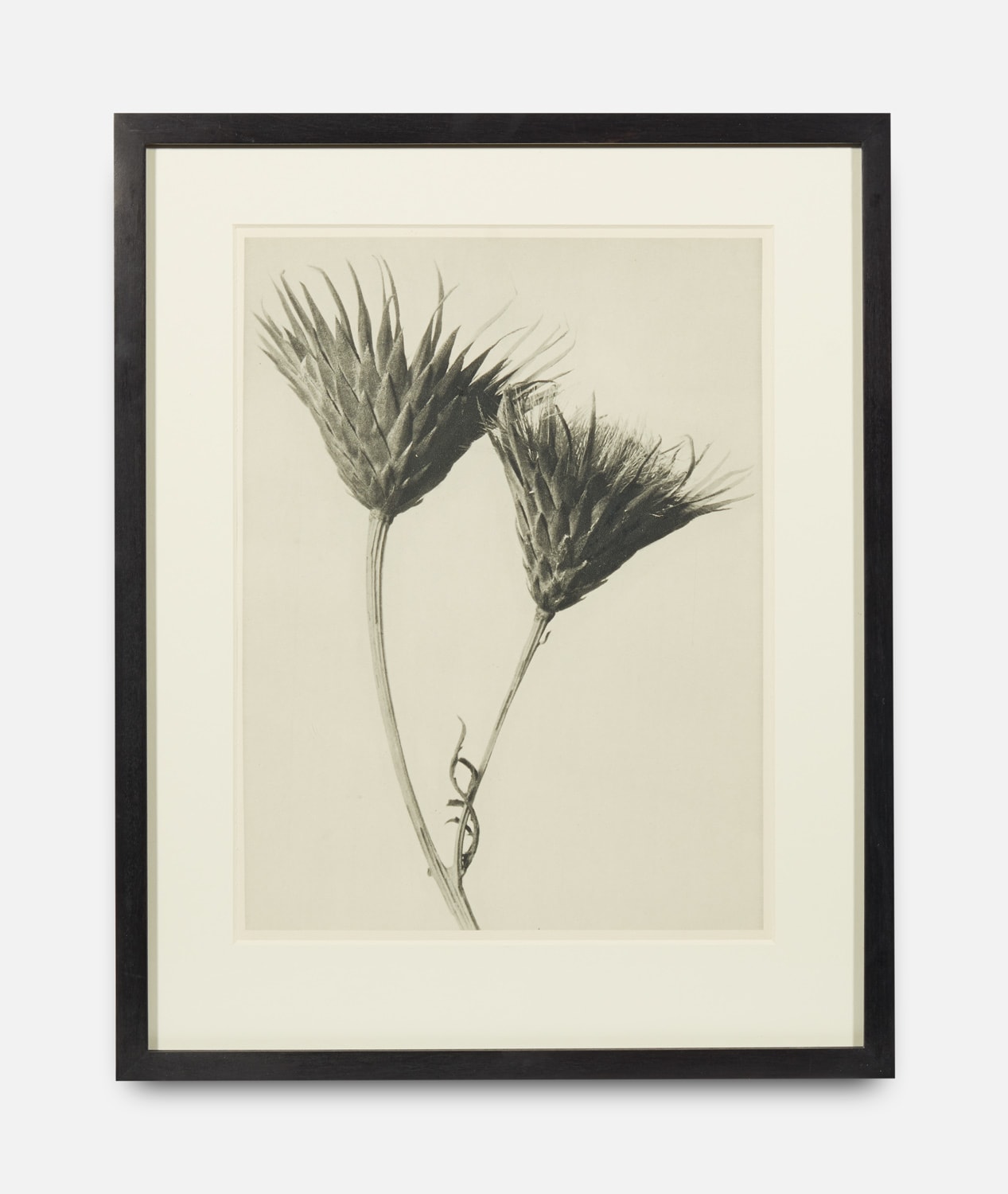 Karl Blossfeldt, Urformen der Kunst (Art Forms in Nature), 1928-1932