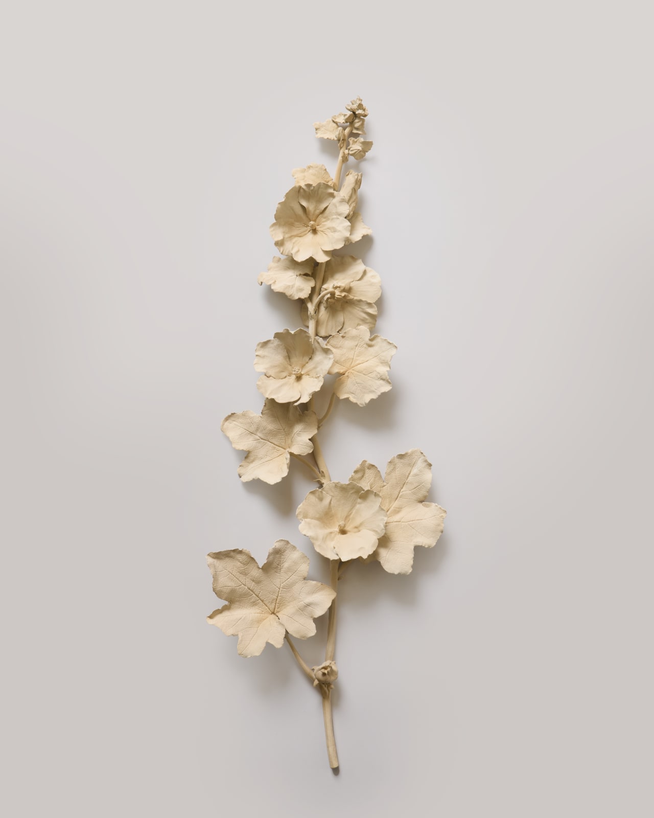 Kaori Tatebayashi, Hollyhock I, 2025