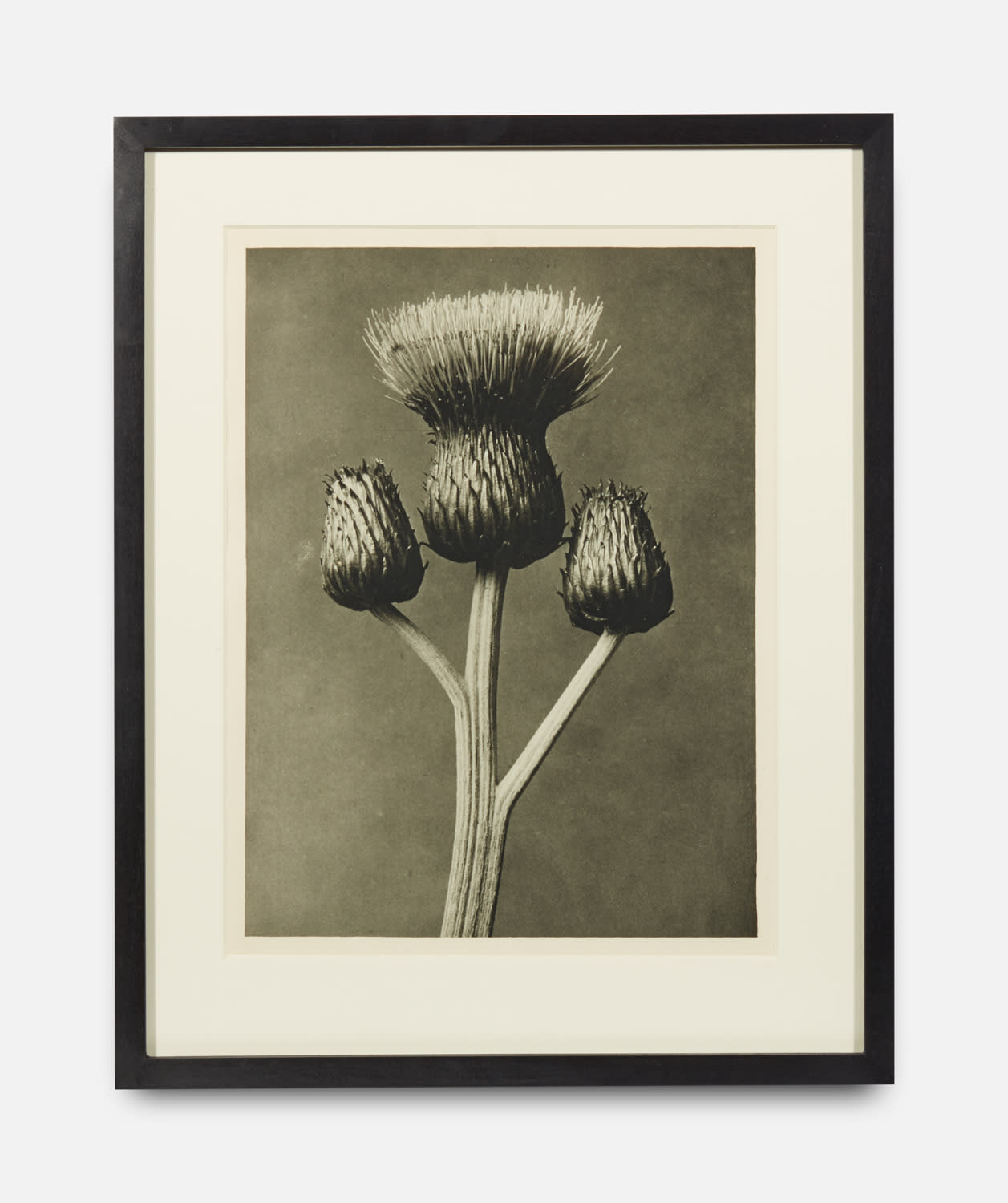 Karl Blossfeldt, Cirsium Canum, Urformen der Kunst (Art Forms in Nature), 1928-1932