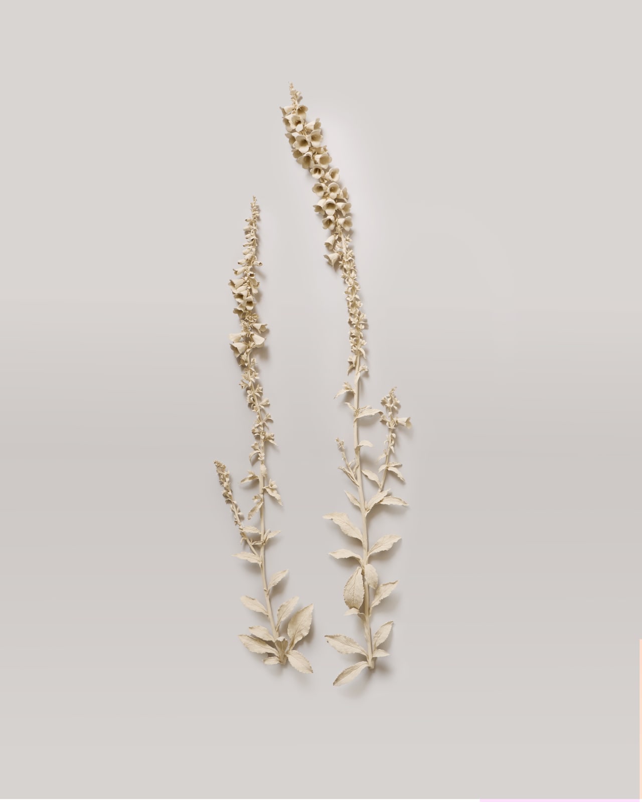 Kaori Tatebayashi, Foxgloves, 2025