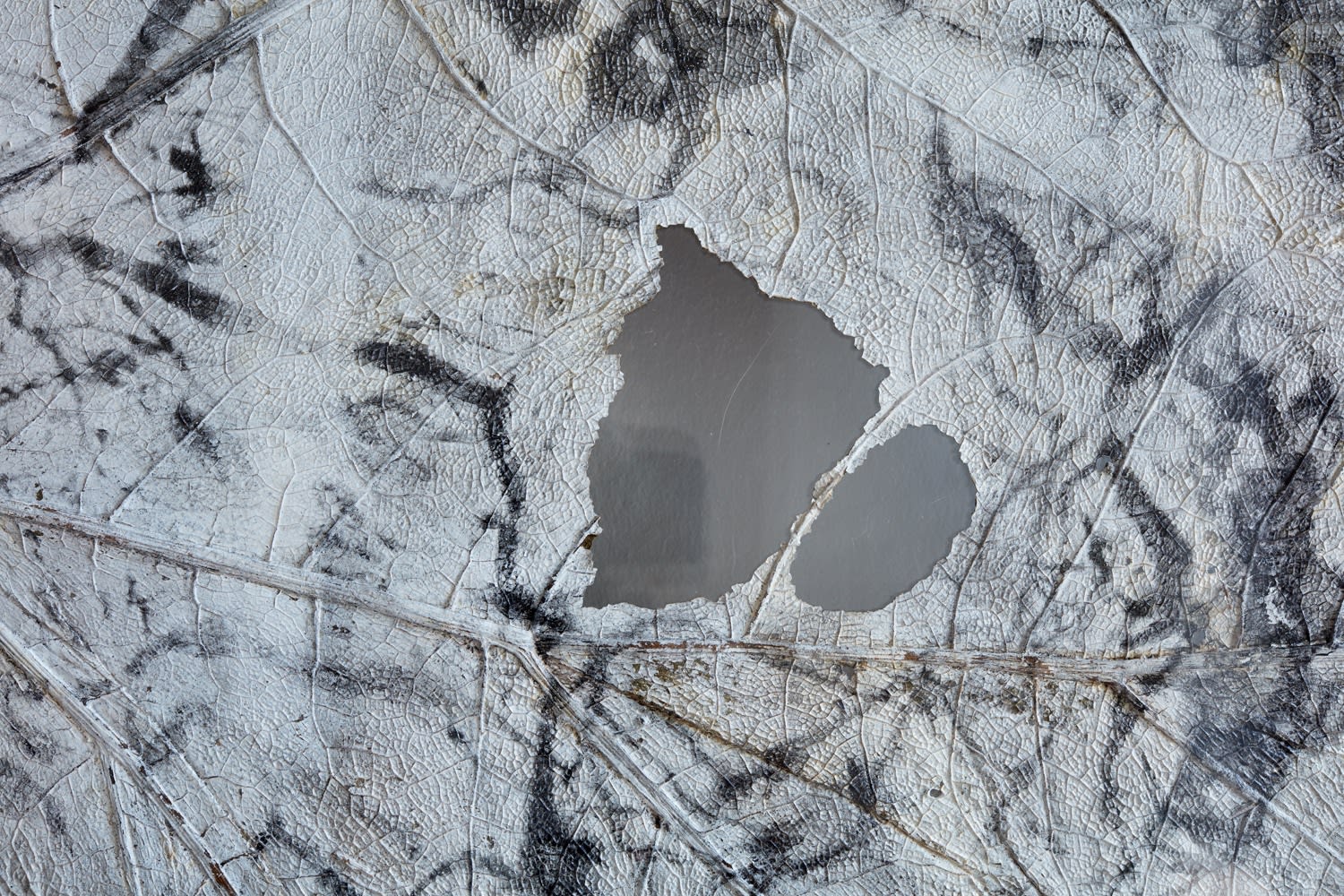 Dominique Lacloche, Leaf IV, 2019