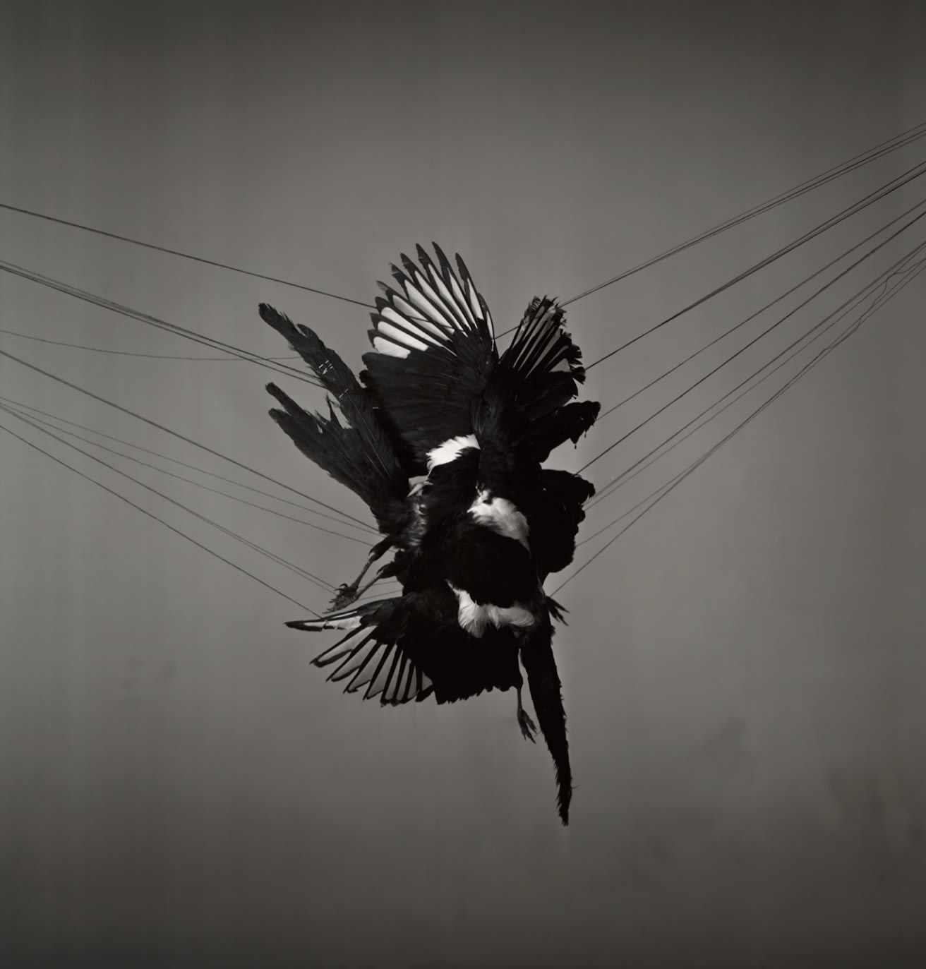 Richard Learoyd, Magpies, 2013