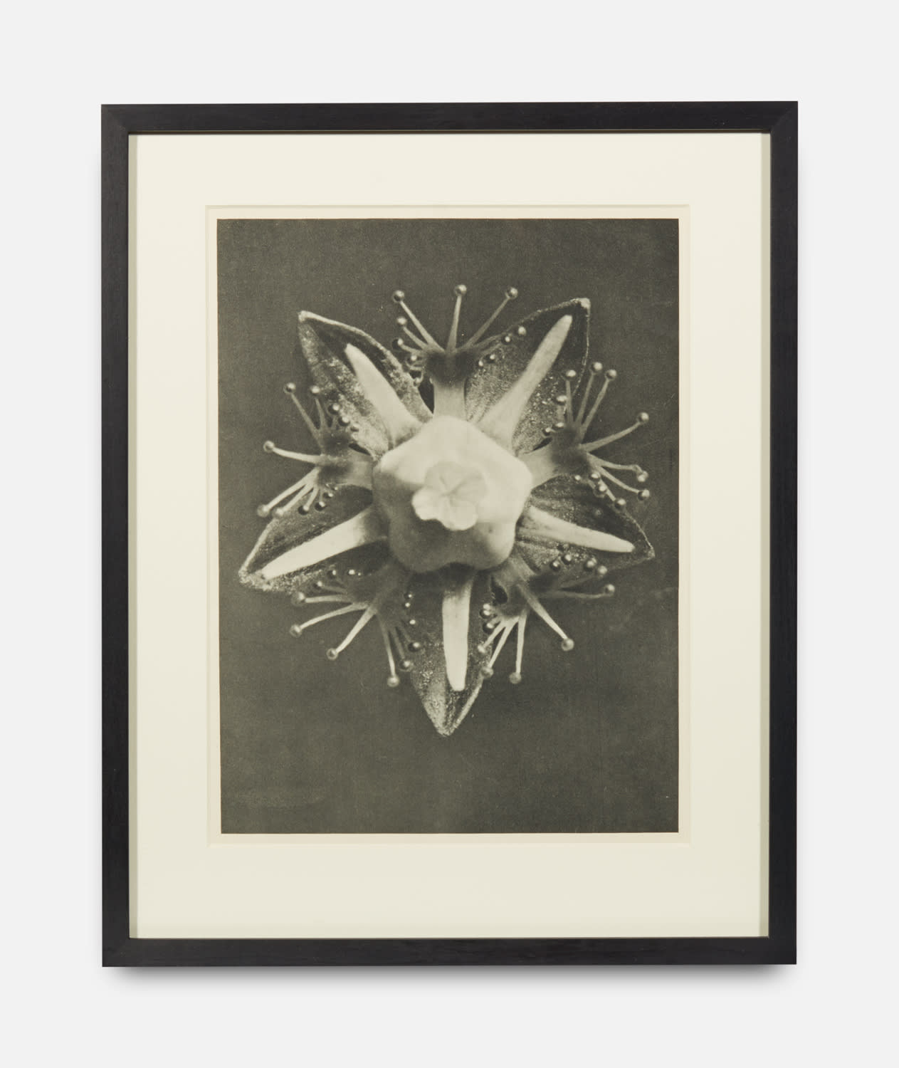 Karl Blossfeldt, Urformen der Kunst (Art Forms in Nature), 1928-1932