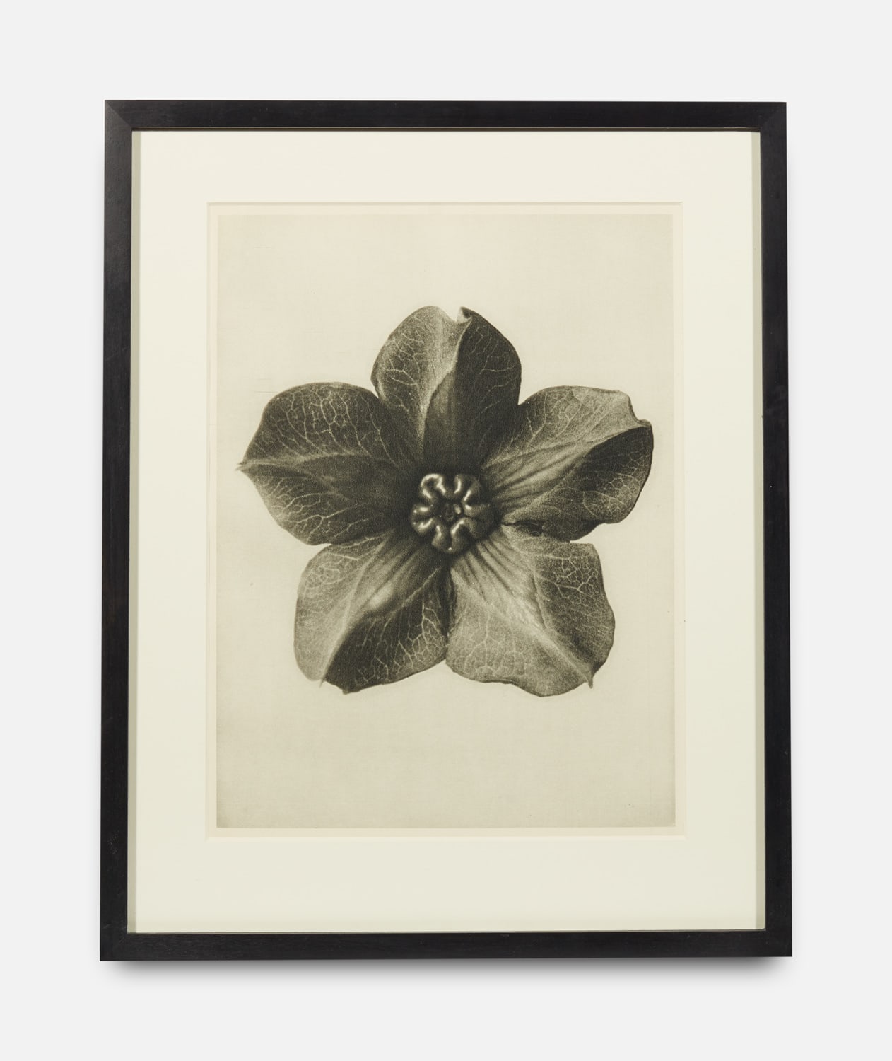 Karl Blossfeldt, Cobaea Scandens, Urformen der Kunst (Art Forms in Nature), 1928-1932