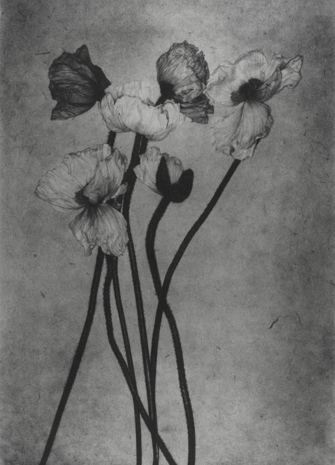 John Stewart, Silver Poppies Open, Paris, 2006