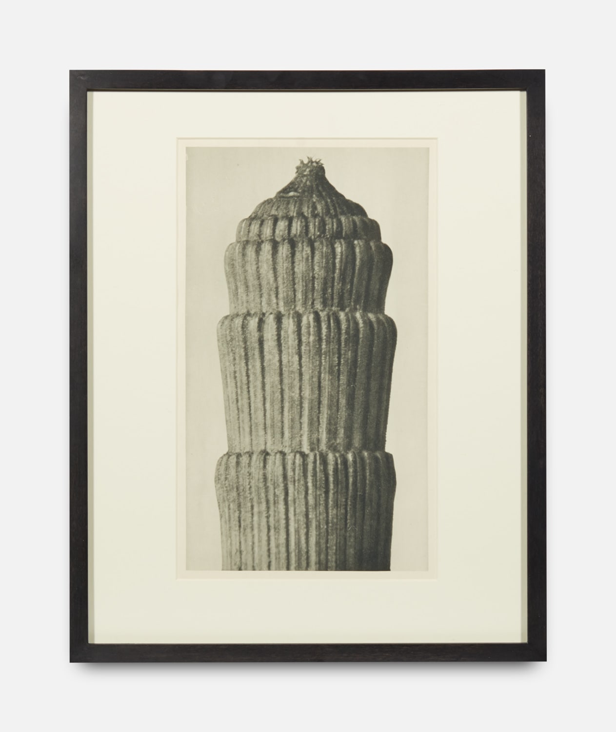 Karl Blossfeldt, Equisetum Hyemale, Urformen der Kunst (Art Forms in Nature), 1928-1932