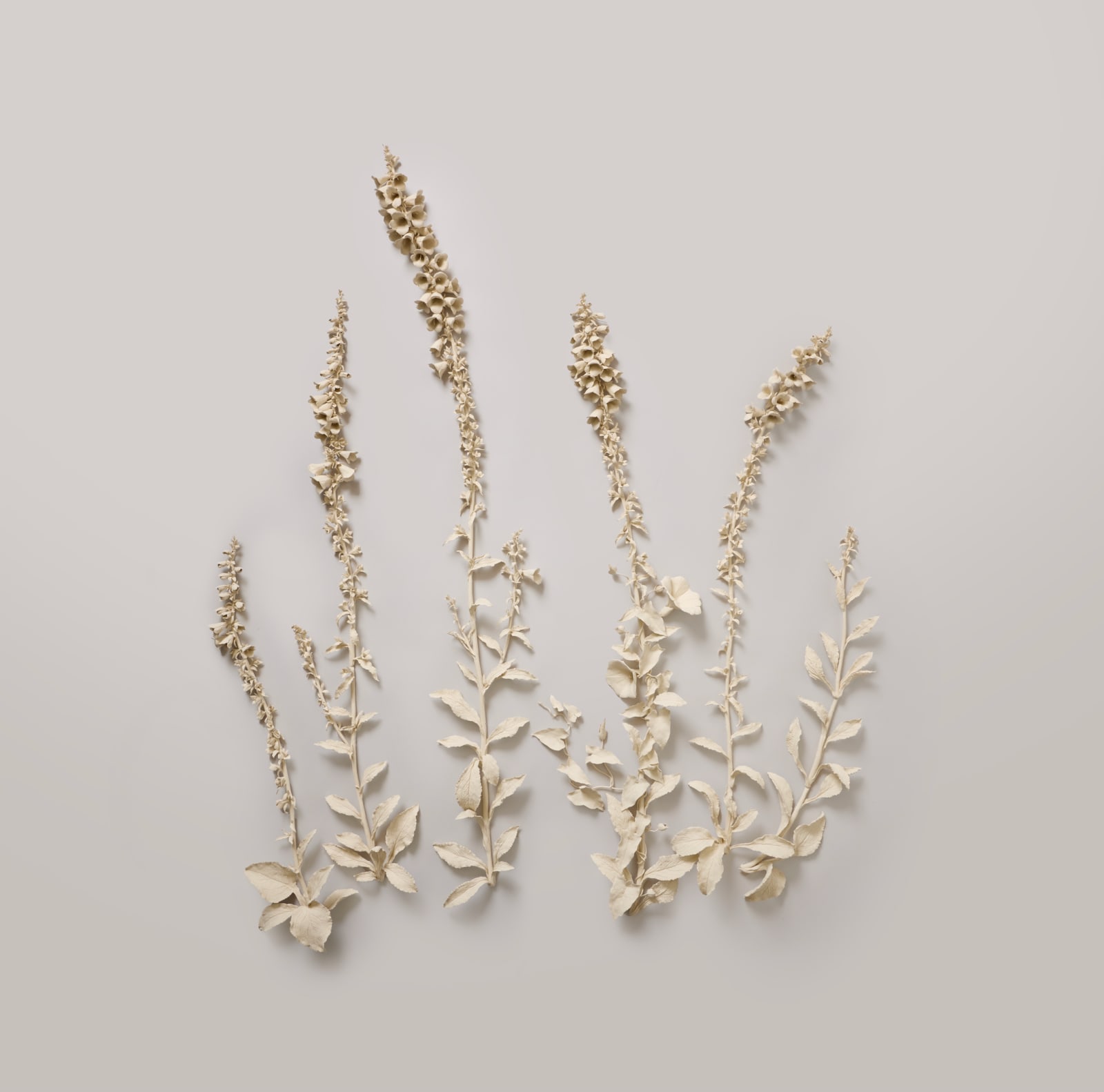 Kaori Tatebayashi, Foxgloves, 2025