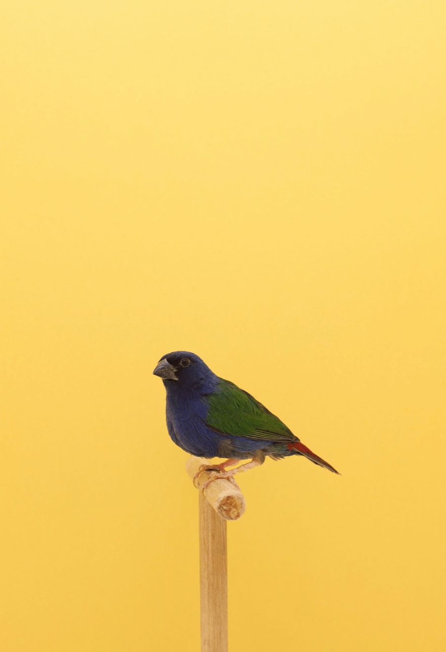 Luke Stephenson, Forbes Parrot Finch #1, 2012
