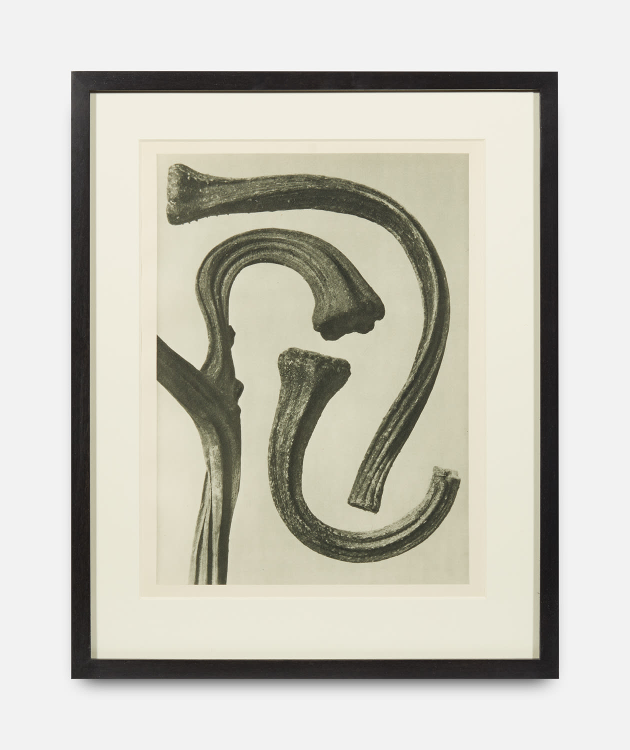 Karl Blossfeldt, Urformen der Kunst (Art Forms in Nature), 1928-1932