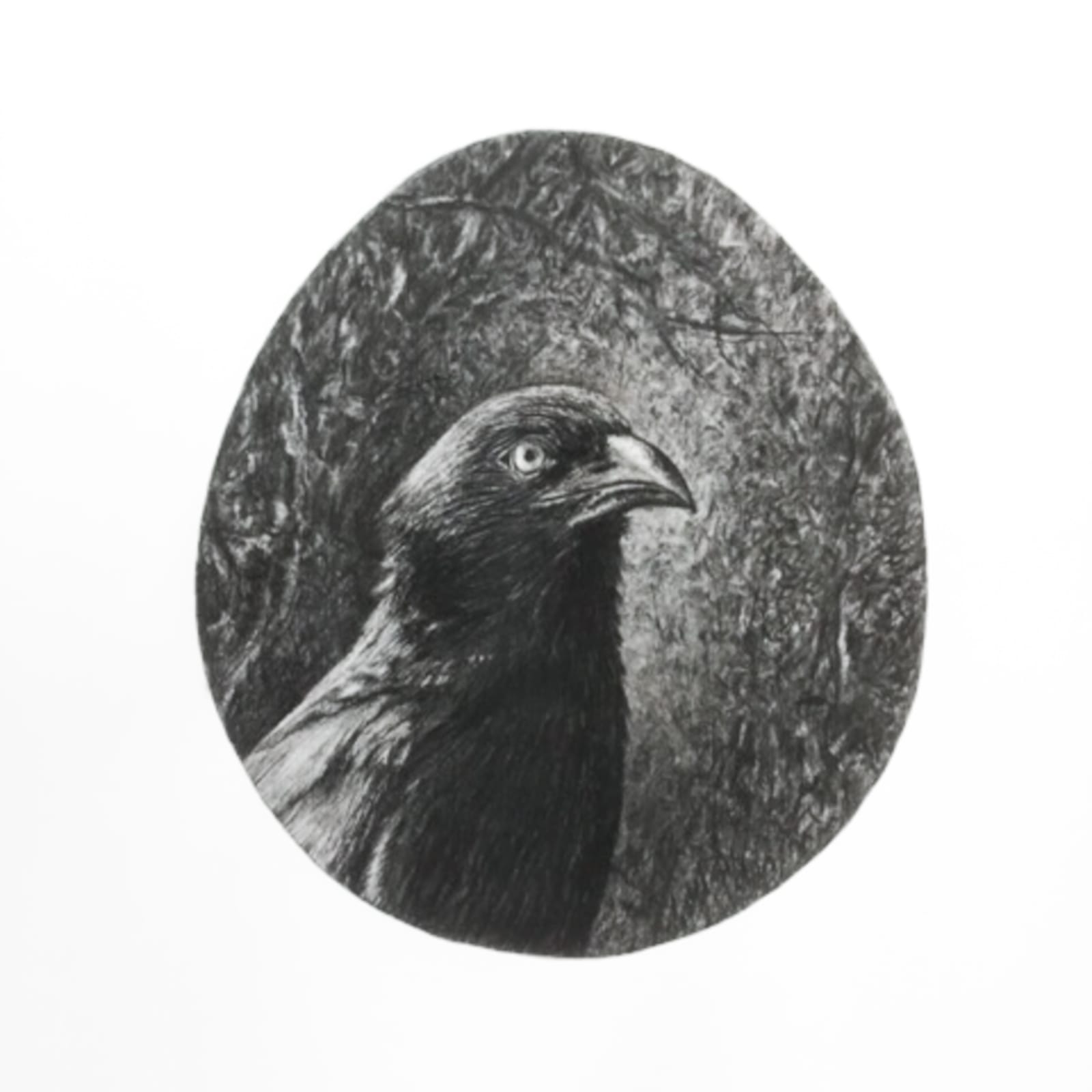 Muhanned Cader, Sri Lankan Bird (Common Coucal), 2021