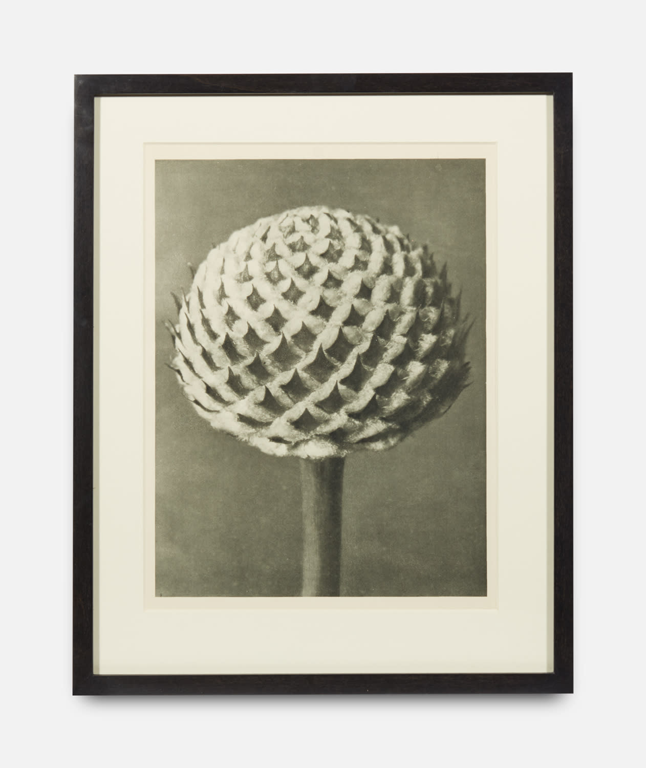 Karl Blossfeldt, Urformen der Kunst (Art Forms in Nature), 1928-1932