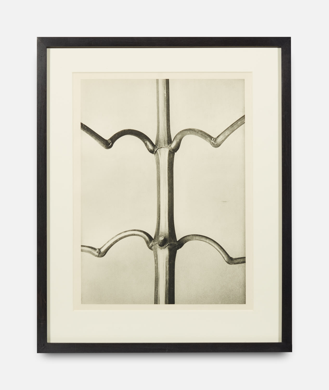 Karl Blossfeldt, Impatiens Glandulifera, Urformen der Kunst (Art Forms in Nature), 1928-1932