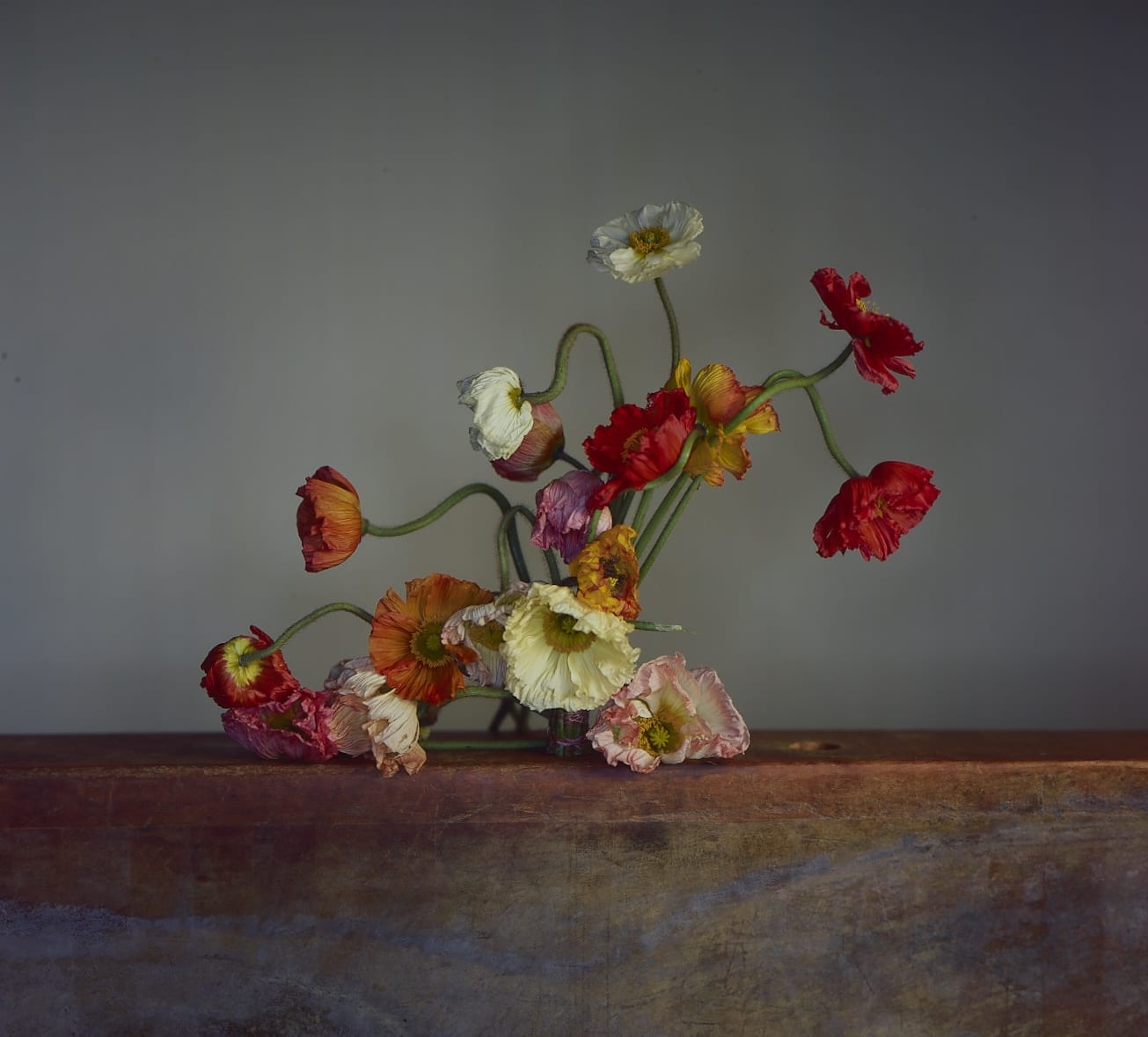 Richard Learoyd, Large Poppies, 2019