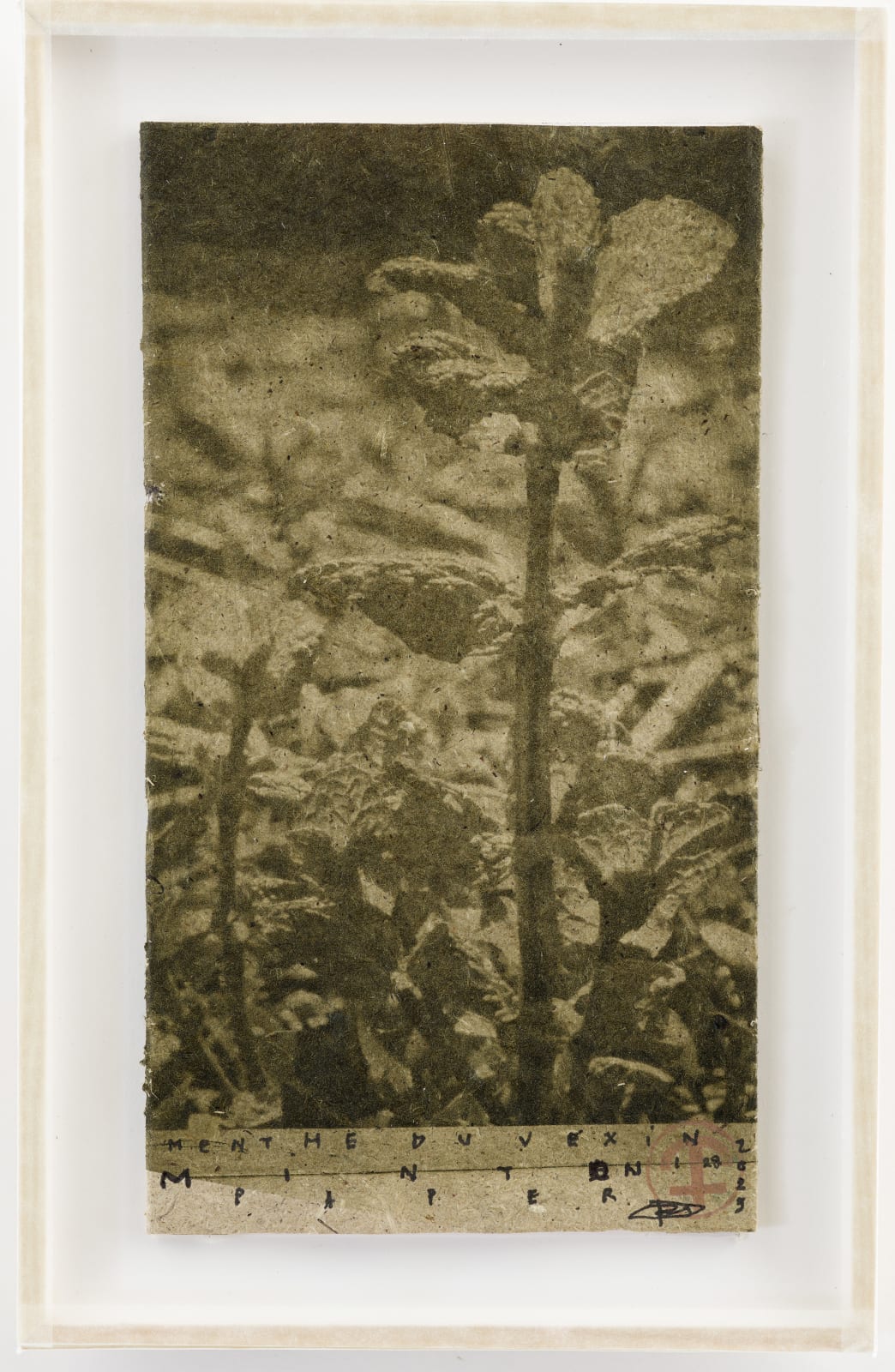 Parme Baratier, Mint, 2023