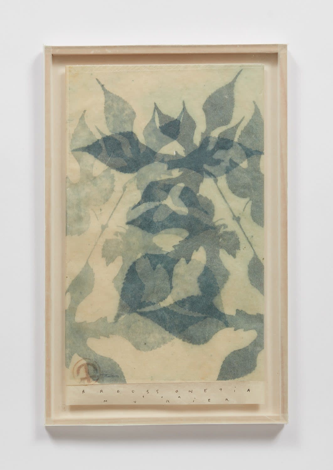 Parme Baratier, Broussonetia, 2008 - 2019