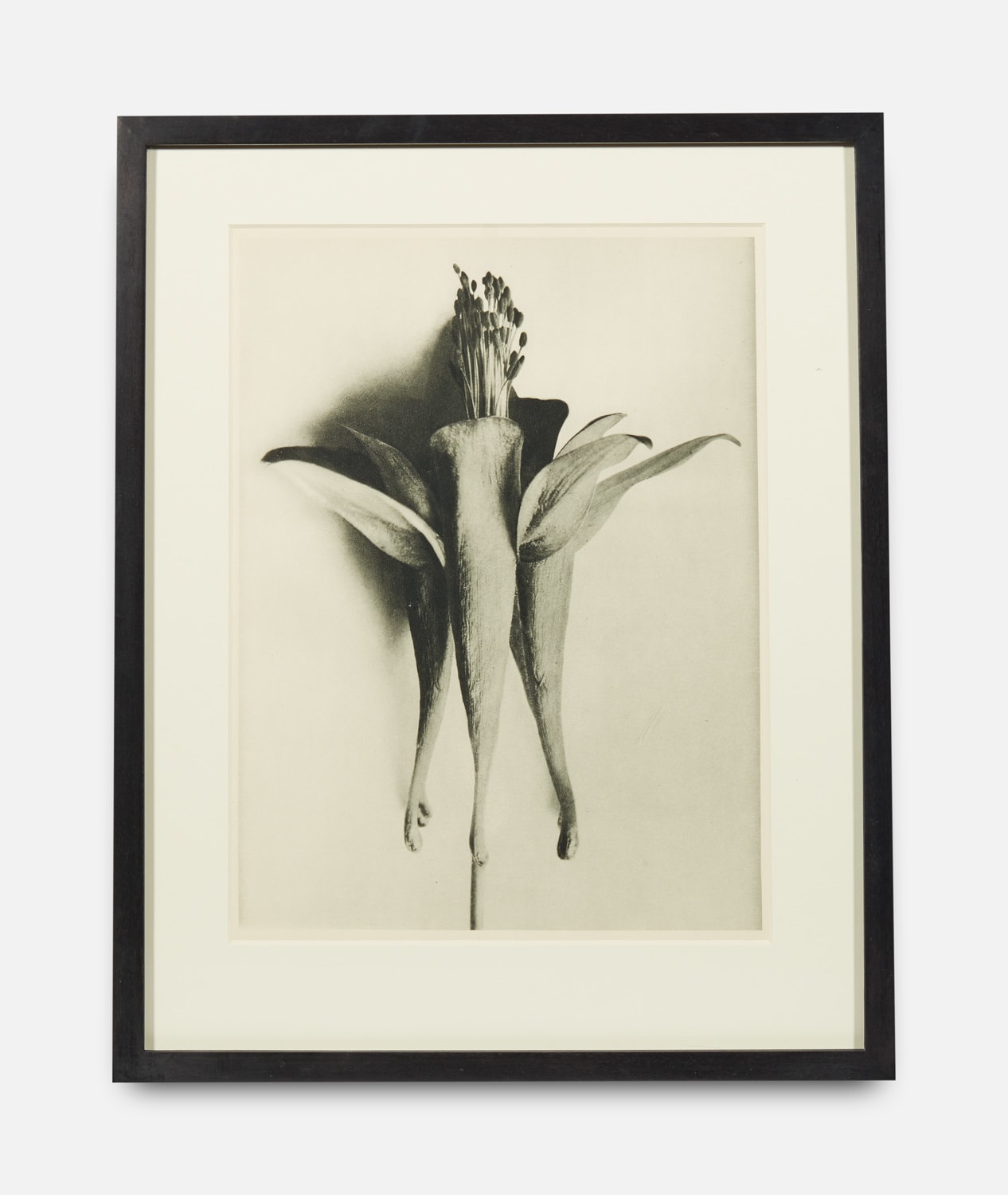 Karl Blossfeldt, Urformen der Kunst (Art Forms in Nature), 1928-1932