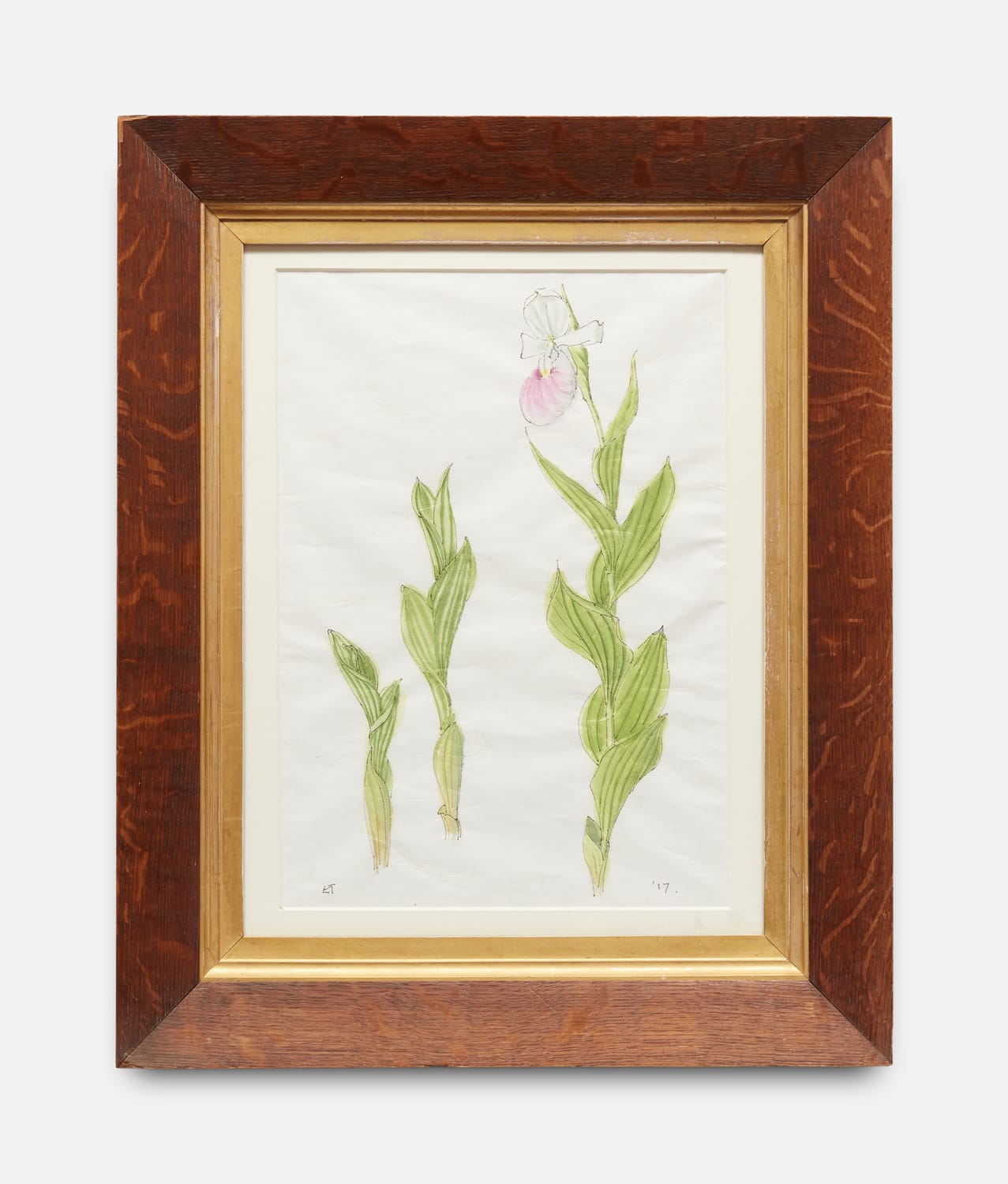 Emma Tennant, Cypripedium Reginae, 2017