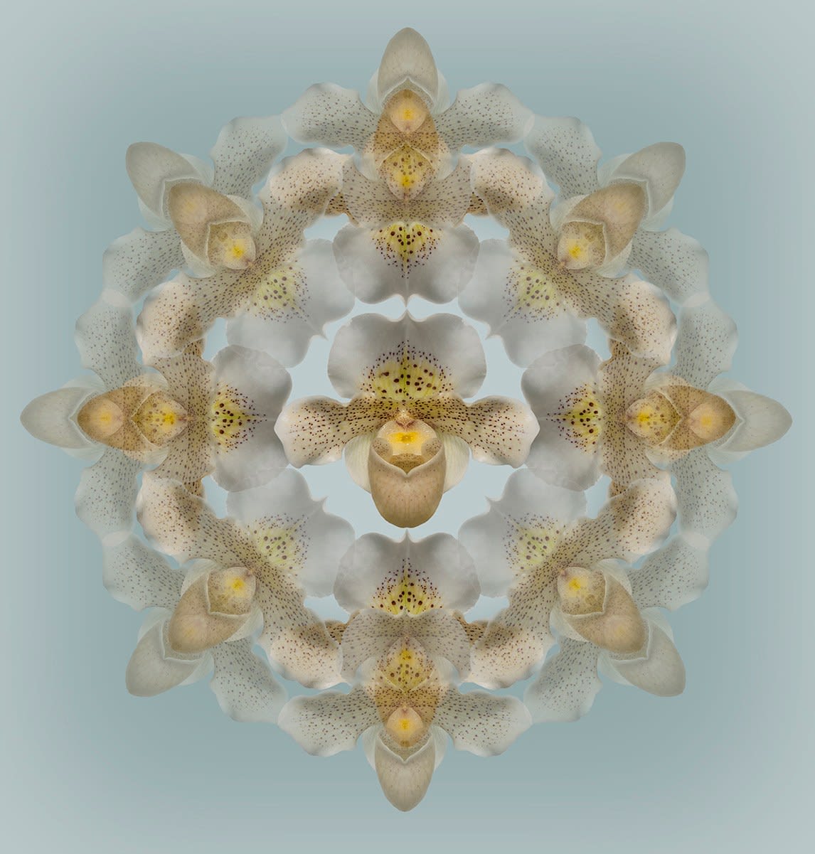 Wayne Shimabukuro, Paph Freckles, 2023