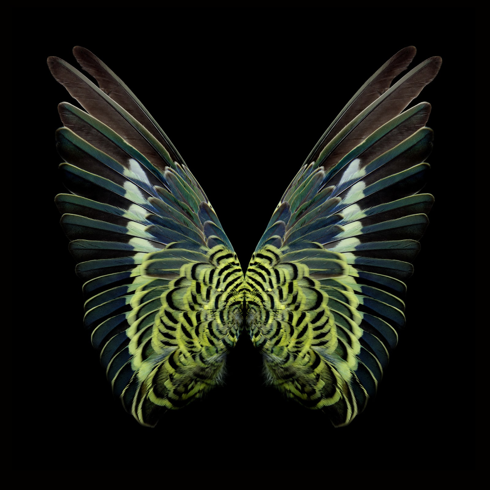 Butterfly photograph