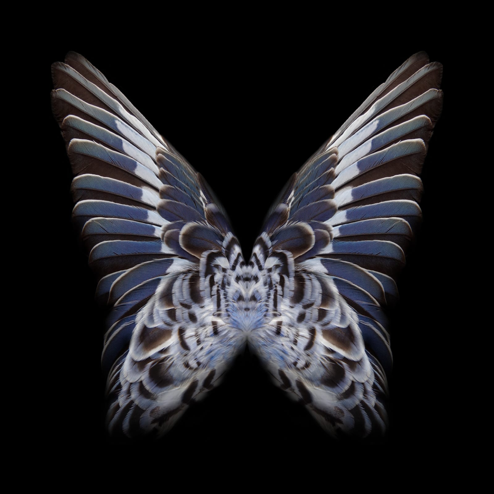 Butterfly photograph
