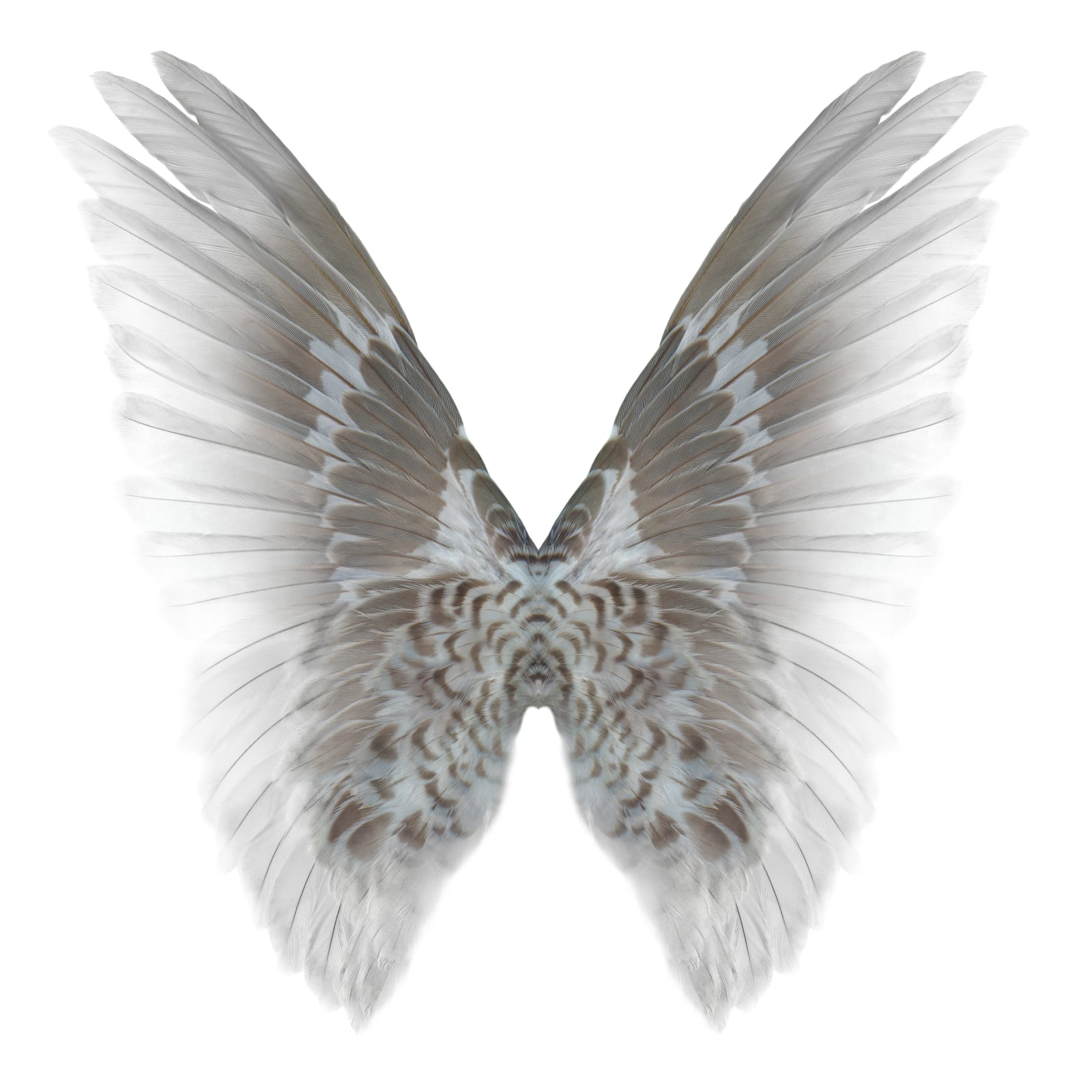 Butterfly photograph