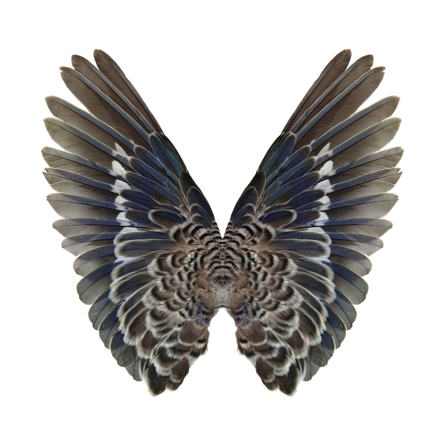 Butterfly photograph