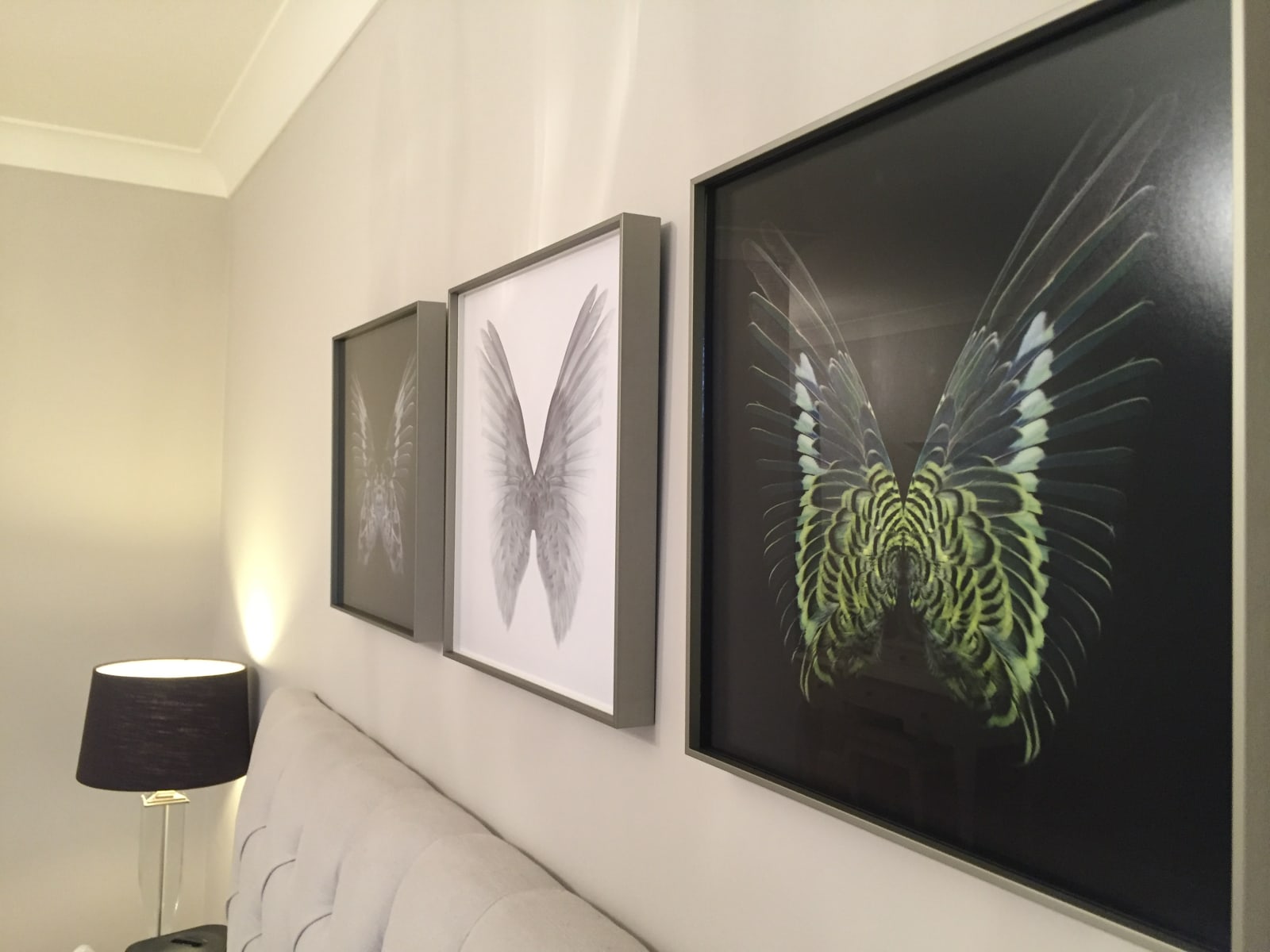 Butterfly photographs framed