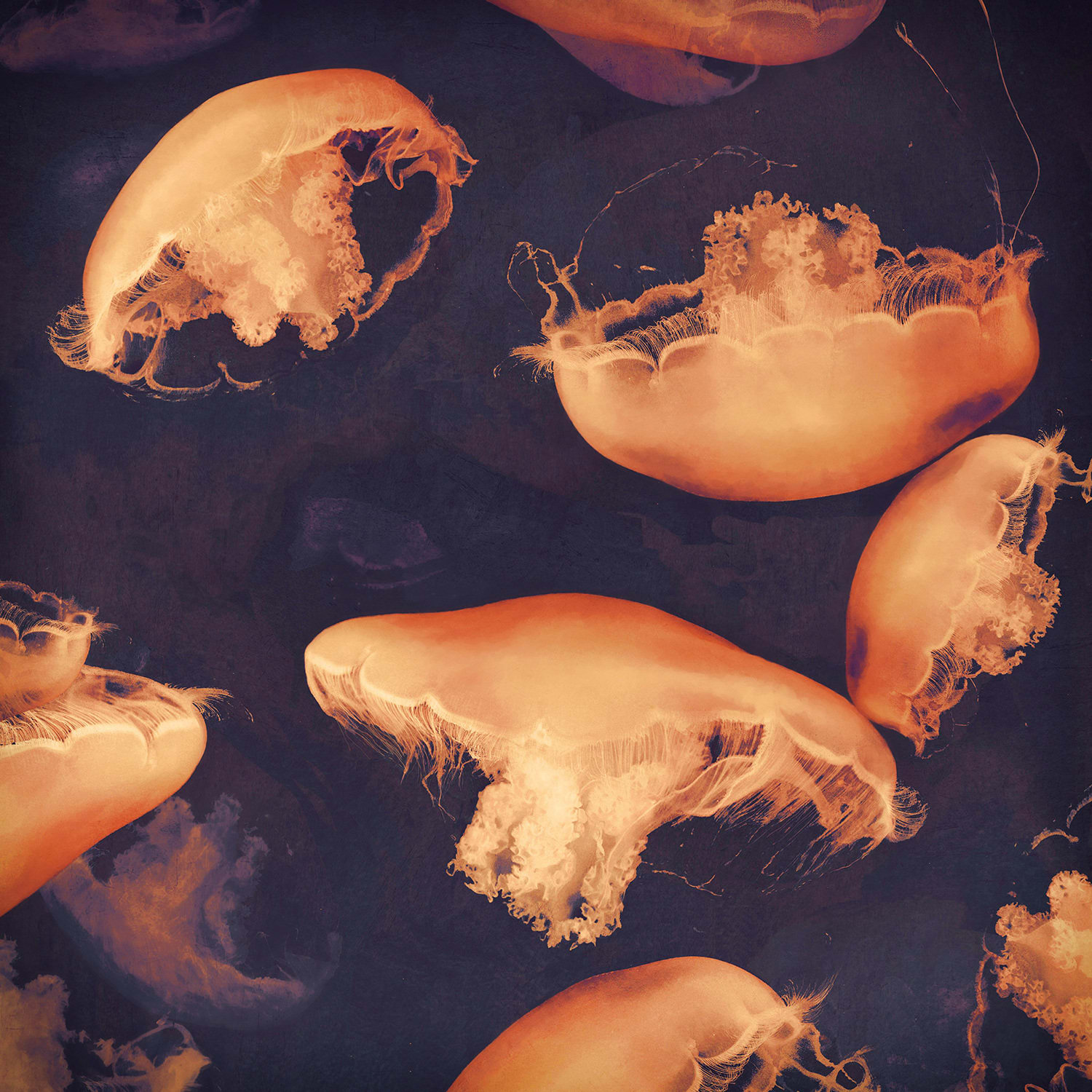 Stylised Photograph of jellyfish in tones of pink and blue by british artist Nadia Attura. Turner Art Perspective, Essex gallery