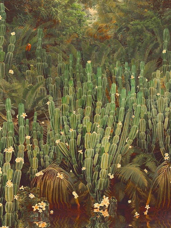 Stylised photograph by artist Nadia Attura depicting cactus within a jungle. Turner Art Perspective. Essex Gallery